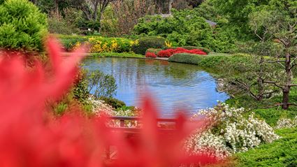 Japanese Garden - Cowra 